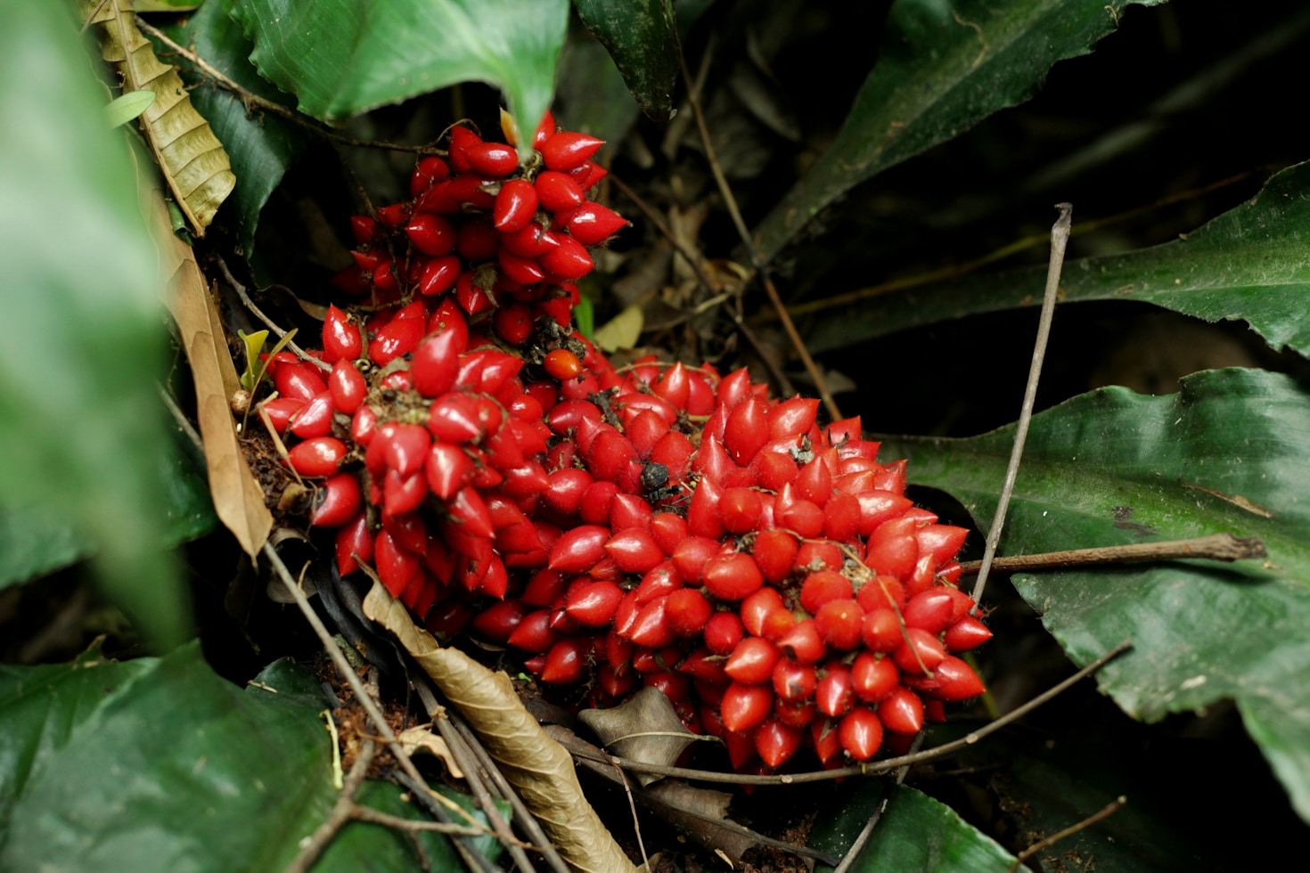 Exploring the Rich Variety of Ugandan Tropical Fruits